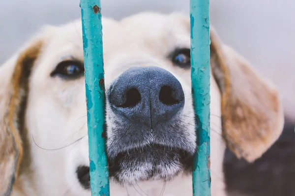 Adoption, pets, sad animals concept. Cute little puppy behind bars in a animal shelter waiting for a new owner