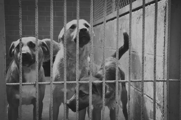 Evlat edinme, Evcil hayvan, üzgün hayvanlar kavramı. Yeni bir sahibi bekleyen bir hayvan barınağı barlarda arkasında şirin köpek