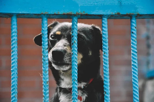 Adoption Haustiere Traurige Tiere Netter Kleiner Welpe Hinter Gittern Tierheim — Stockfoto