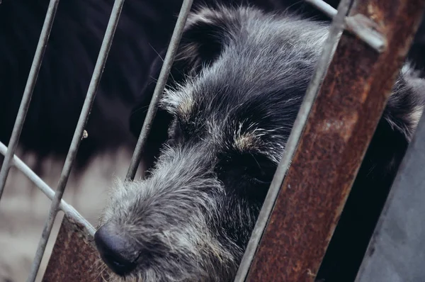 Adoption, pets, sad animals concept. Cute little puppy behind bars in a animal shelter waiting for a new owner