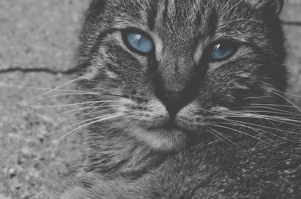 大人の猫黒と白の美しい青い目をピアスの肖像画 ペットの概念の美しさ — ストック写真