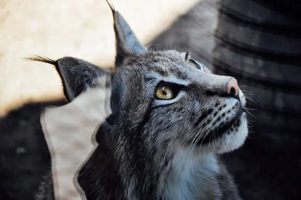 Portrét Krásné Lynx Zíral Majestátní Idylické Očima Krása Ohrožených Druhů — Stock fotografie