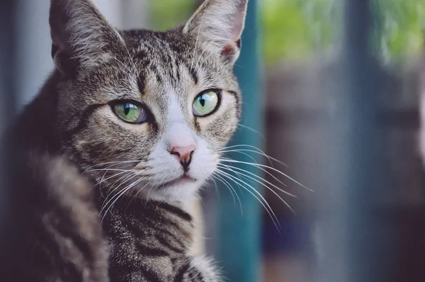 Güzel Yetişkin Kedi Bir Şeyler Arıyorum Tüylü Yavru Kedi Göz — Stok fotoğraf