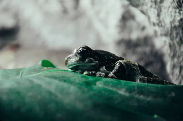 Zbliżenie Mała Żaba Zielony Kawałek Liścia Płaz Zwierzęta Reptile — Zdjęcie stockowe
