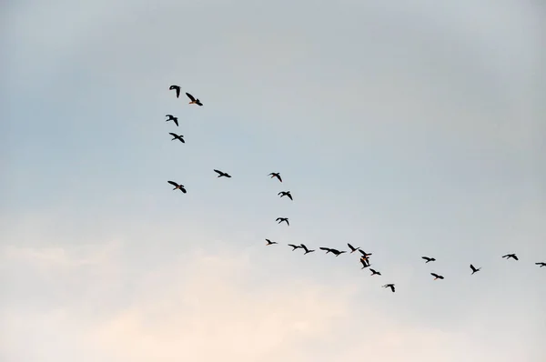 Beautiful group of birds flying on calm blue pink sky with smooth clouds. Nature concept.