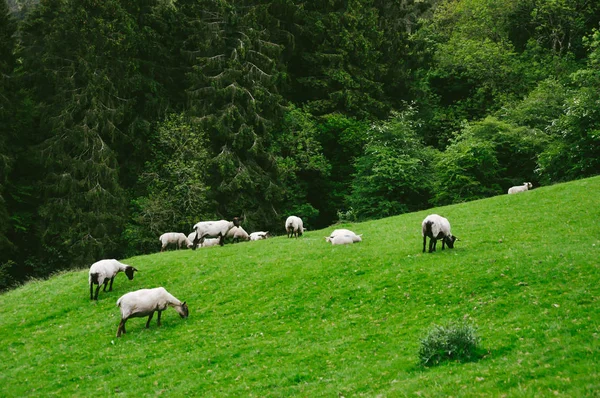 Ομορφιά Της Ιρλανδίας Τοπίο Έννοια Κοπάδι Πρόβατα Στο Πράσινο Λιβάδι — Φωτογραφία Αρχείου