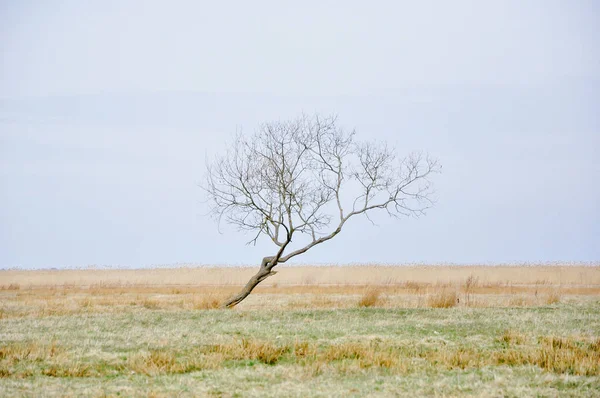 Minimalist landscape photo of dried tree on yellow and green meadow. Autumn view.
