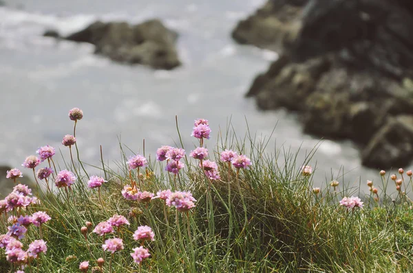 Kleine Lila Blumen Auf Klippe Mit Meerwasser Und Felsen Hintergrund lizenzfreie Stockbilder