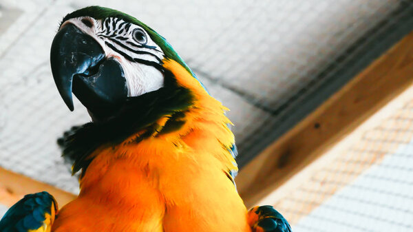 View Bottom Ara Parrot Colorful Bird Animal Concept Stock Image