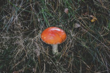 Otların arasında büyüyen kırmızı uyarı mantarı mantar kapatalım. Mantar, zehirli yemek sırasında tehlike