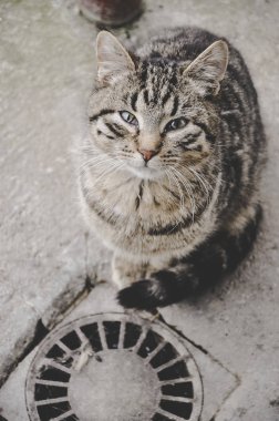 Gri kedi sahibi kanalizasyon drenaj yanında duran bakarak yemek için bekleyen kamera bakıyor. Anavatan pets.
