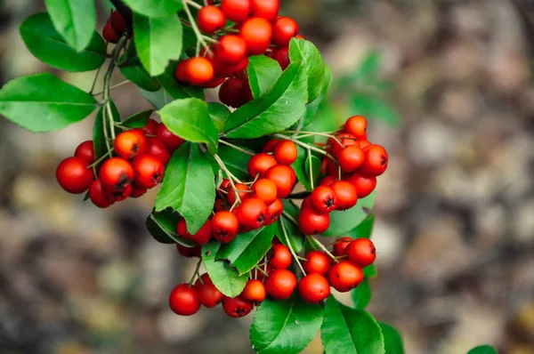 Närbild Rönn Rowan Röda Rönnbärs Trädgren Med Gröna Blad — Stockfoto