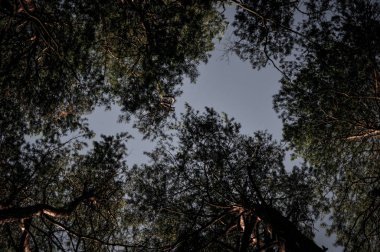 Dalları iğne yapraklılar ağaçlar ve gökyüzü altındaki üzerinden görüntüleyin. Güzellik, detaylar doğa.