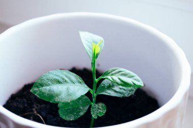 Bitkinin küçük büyüyen limon ağacı beyaz tencerede yeşil yaprakları ile kapatın. Meyve evde büyüyen.