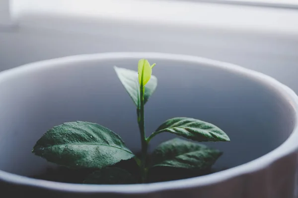 Close Little Growing Lemon Tree Plant Green Leaves White Pot Stock Photo