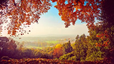 Fairytale orman sonbahar yaprakları