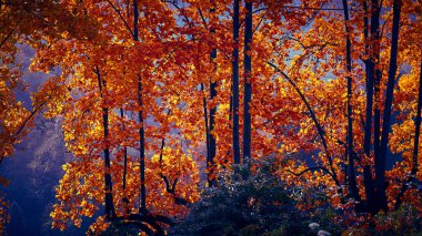 Fairytale orman sonbahar yaprakları