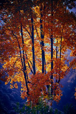 Fairytale orman sonbahar yaprakları