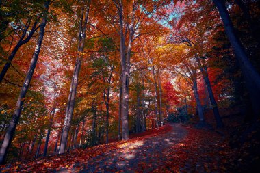 Fairytale orman sonbahar yaprakları