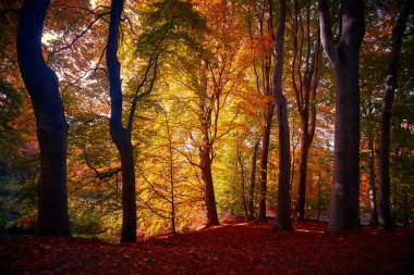 Fairytale orman sonbahar yaprakları