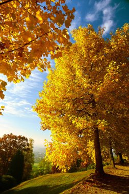 Fairytale orman sonbahar yaprakları