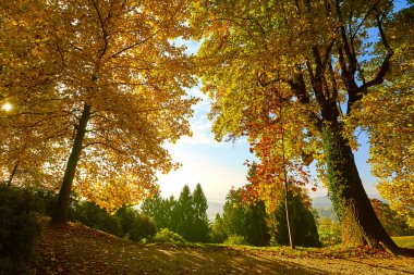 Fairytale orman sonbahar yaprakları