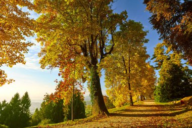 Fairytale orman sonbahar yaprakları