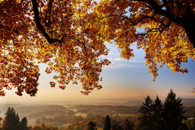 Fairytale orman sonbahar yaprakları