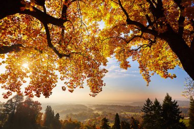 Fairytale orman sonbahar yaprakları