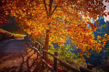 Fairytale orman sonbahar yaprakları