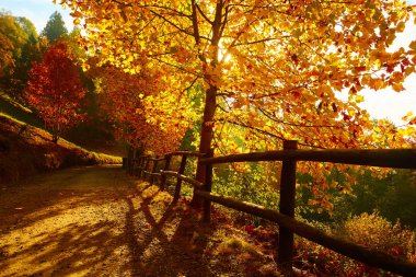 Fairytale orman sonbahar yaprakları