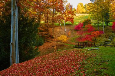 Fairytale orman sonbahar yaprakları