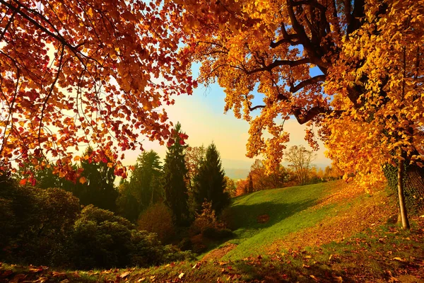 Liście Jesienią Bajkowy Las — Zdjęcie stockowe