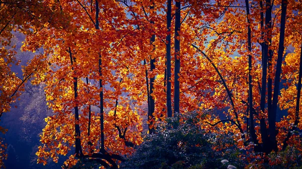 Fairytale orman sonbahar yaprakları