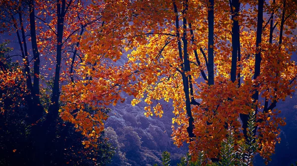 Fairytale orman sonbahar yaprakları