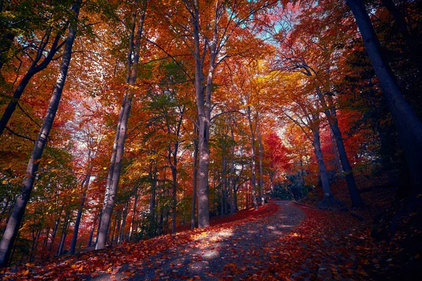 Fairytale orman sonbahar yaprakları