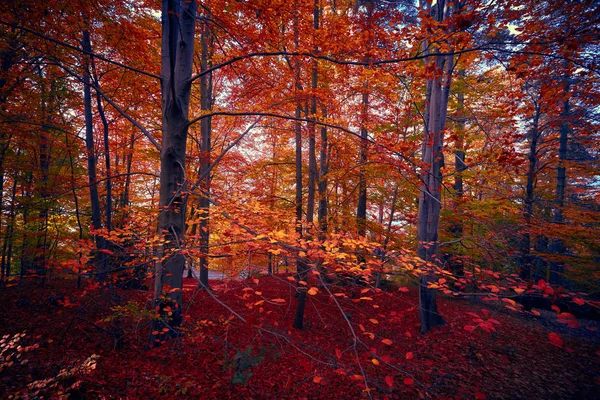 Fairytale orman sonbahar yaprakları