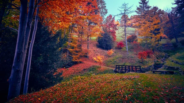 Fairytale orman sonbahar yaprakları