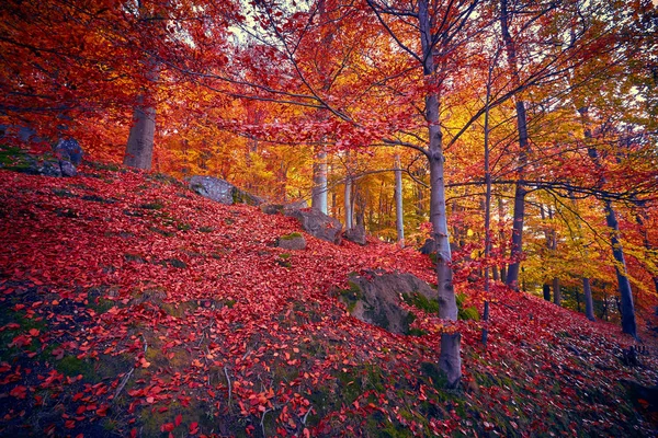 Fairytale orman sonbahar yaprakları