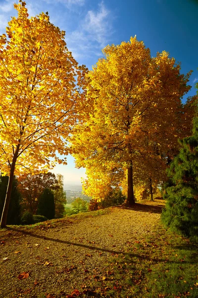 Fairytale orman sonbahar yaprakları