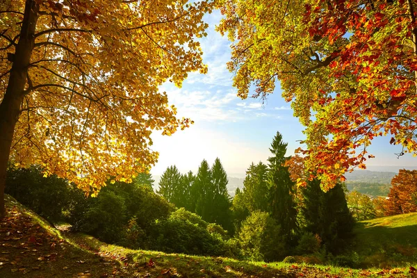 Fairytale orman sonbahar yaprakları