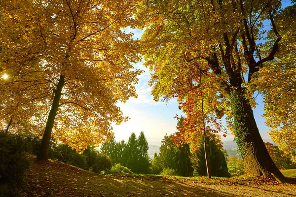 Fairytale orman sonbahar yaprakları