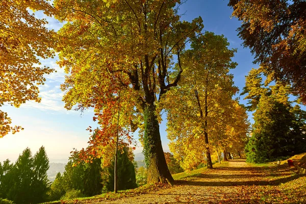 Fairytale orman sonbahar yaprakları