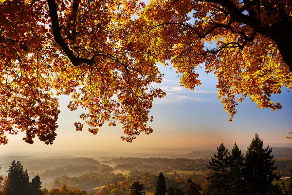 Fairytale orman sonbahar yaprakları