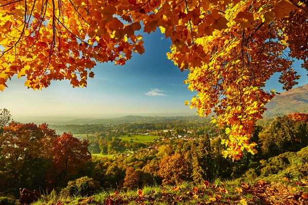 Fairytale orman sonbahar yaprakları