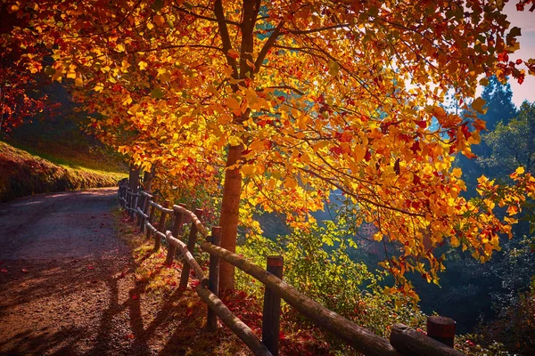 Fairytale orman sonbahar yaprakları