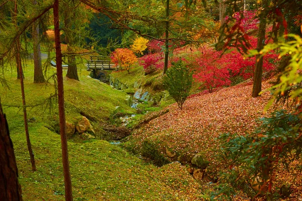 Fairytale orman sonbahar yaprakları