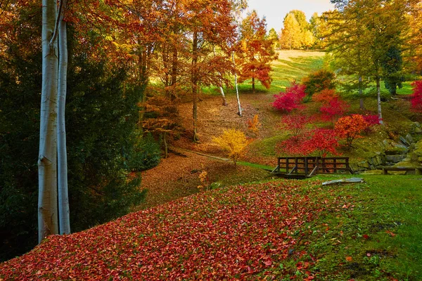 Fairytale orman sonbahar yaprakları