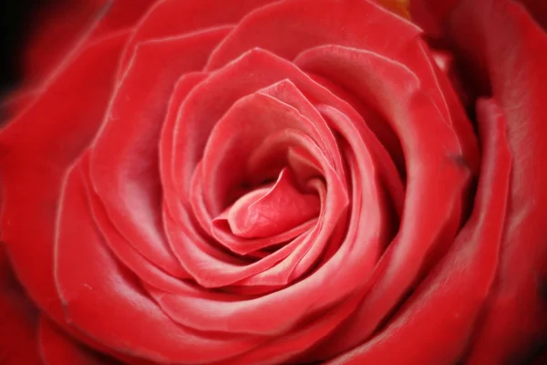 Rose Rouge Gros Plan — Photo