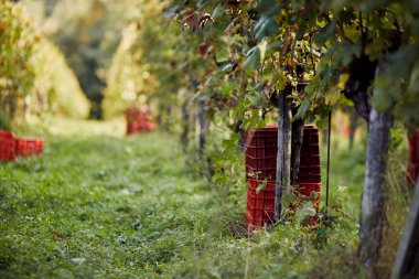 Hasat üzüm sonbahar bağ